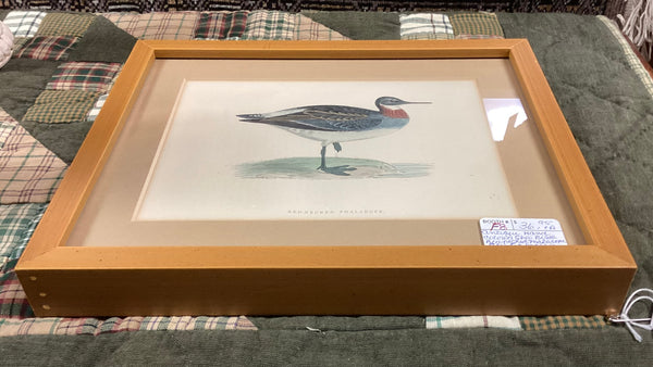 Framed Rev. F.O. Morris Hand Colored Engraved Shore Bird Print