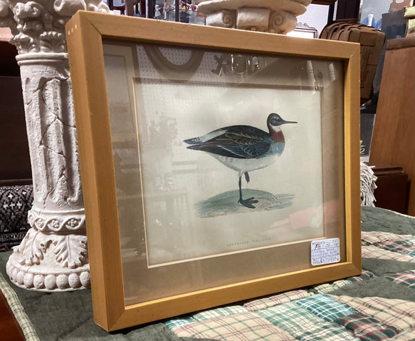 Framed Rev. F.O. Morris Hand Colored Engraved Shore Bird Print
