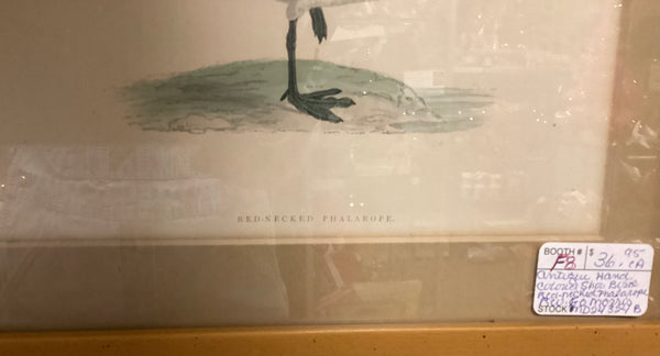 Framed Rev. F.O. Morris Hand Colored Engraved Shore Bird Print