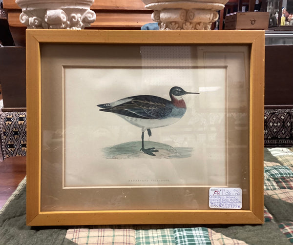 Framed Rev. F.O. Morris Hand Colored Engraved Shore Bird Print