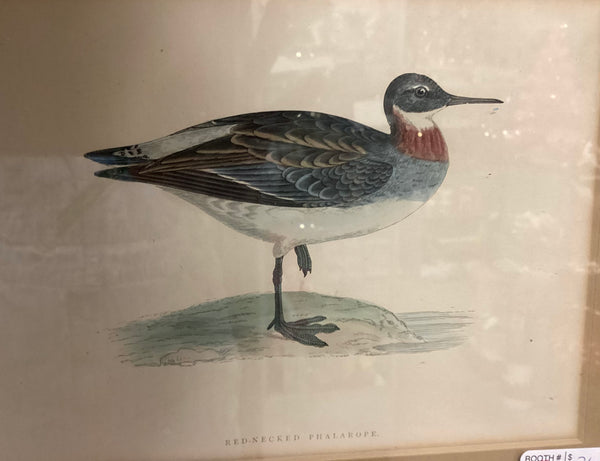 Framed Rev. F.O. Morris Hand Colored Engraved Shore Bird Print