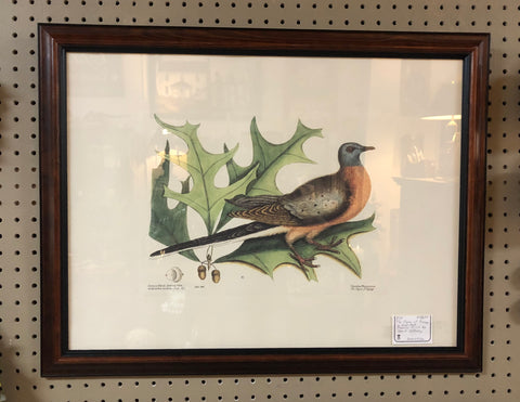 Framed Mark Catesby Print The Pigeon of Passage & Red Oak